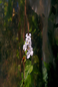 Fotografia