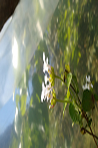 Fotografia
