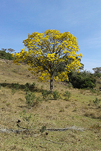 Fotografia